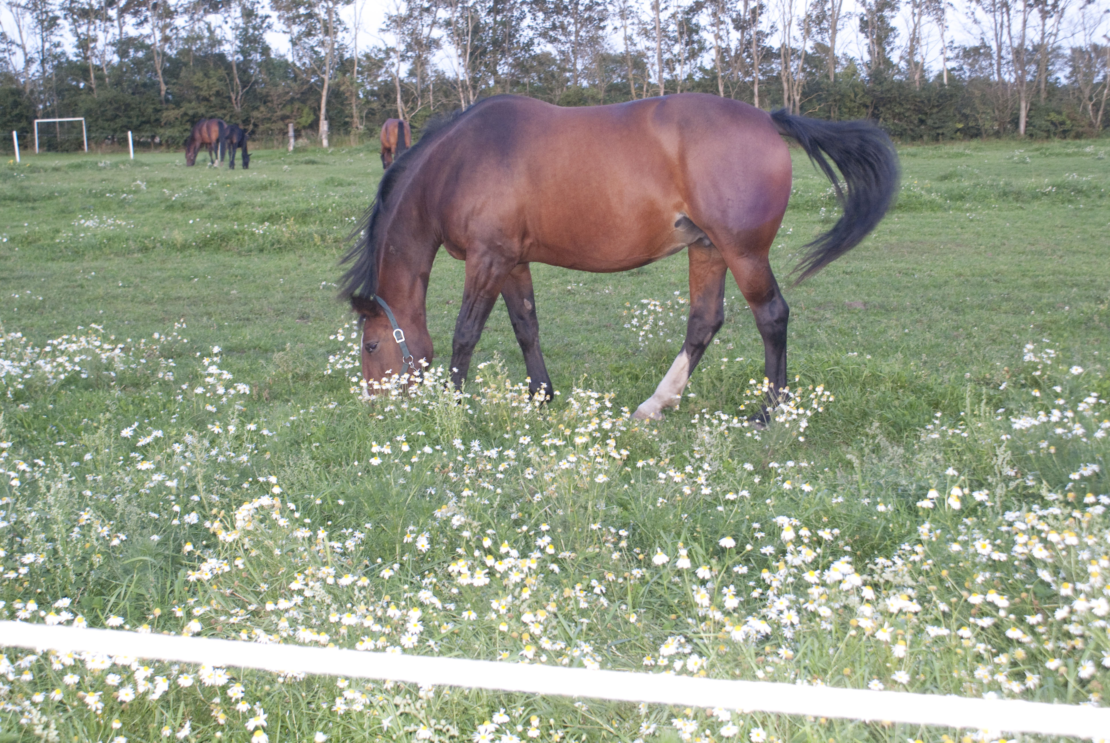 Hest på marken